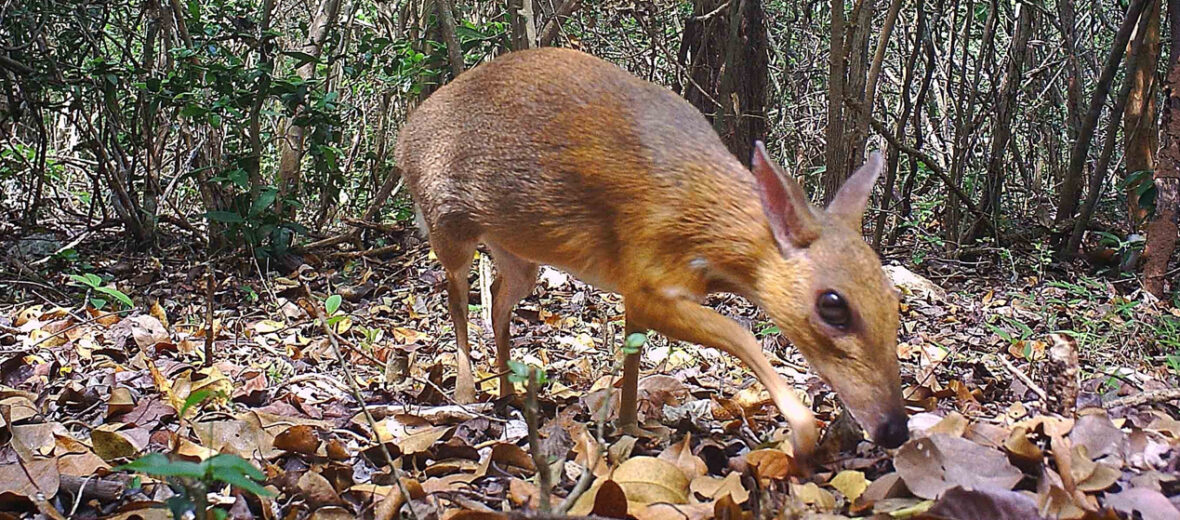 silver-backed chevrotain