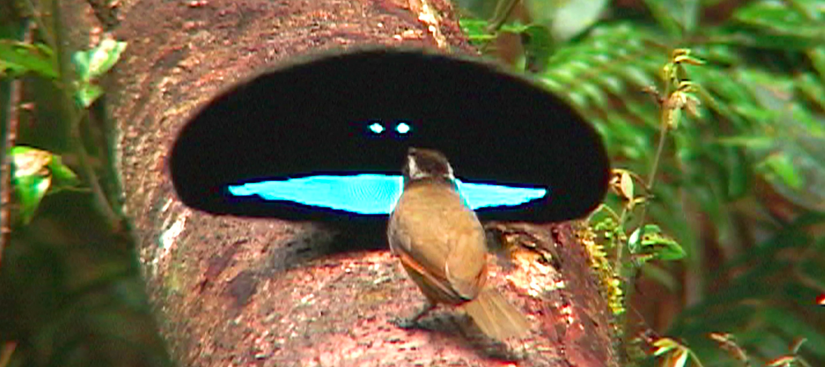 superb bird of paradise