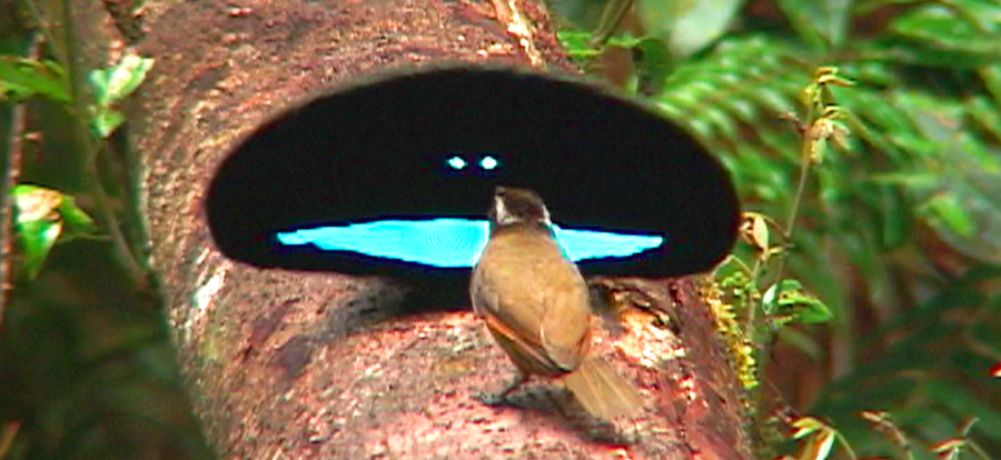 The Superb Bird of Paradise | Critter Science