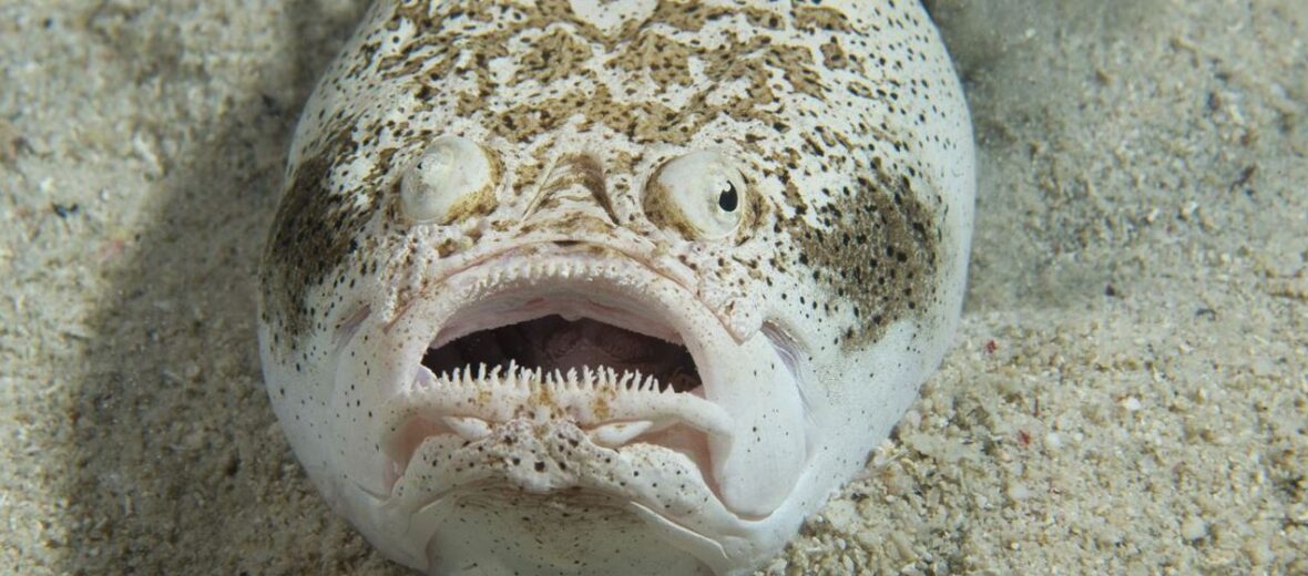 stargazer fish, Critter Science
