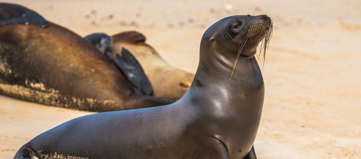 sea lion