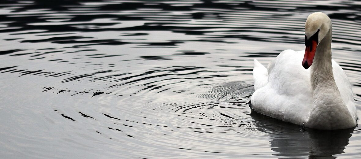 swan