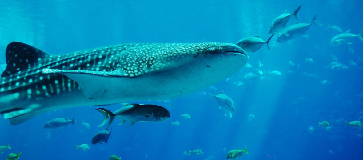 whale shark