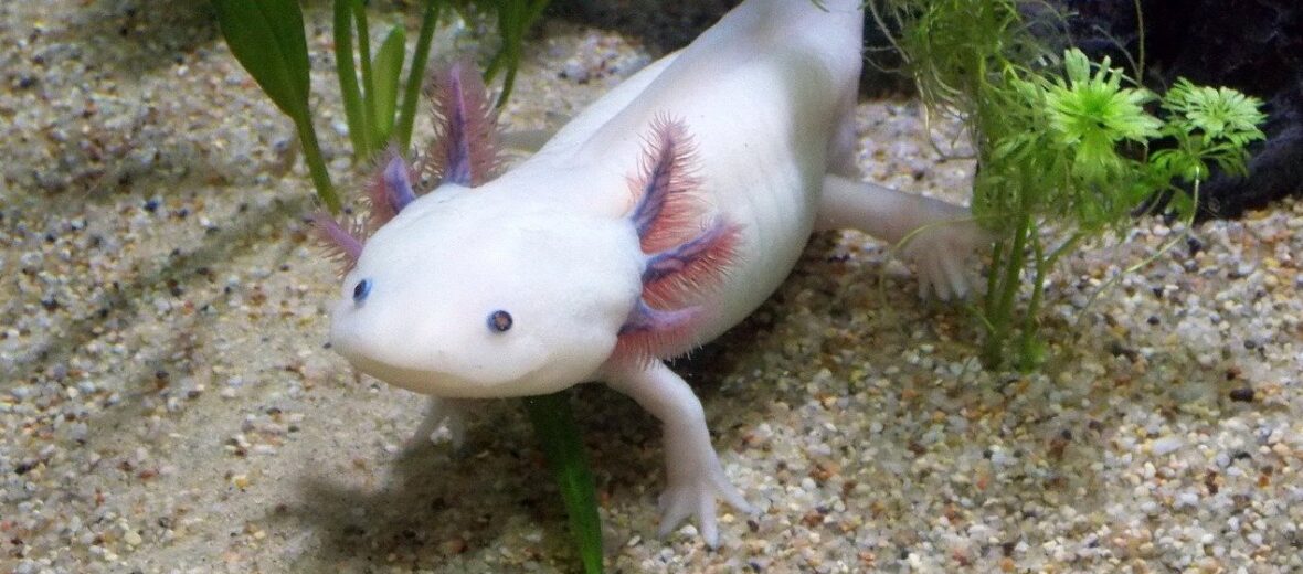 axolotl