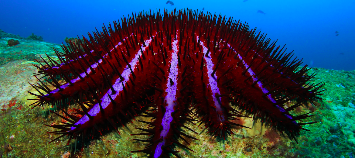 crown-of-thorns sea star