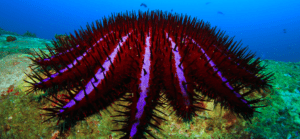 crown-of-thorns sea star