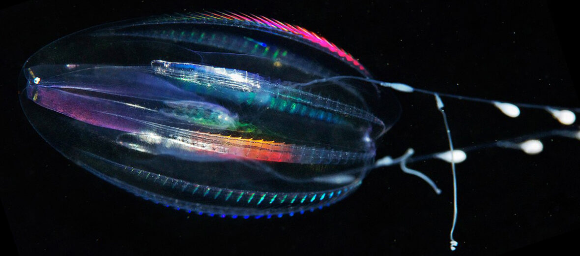 Ctenophore