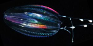 Ctenophore