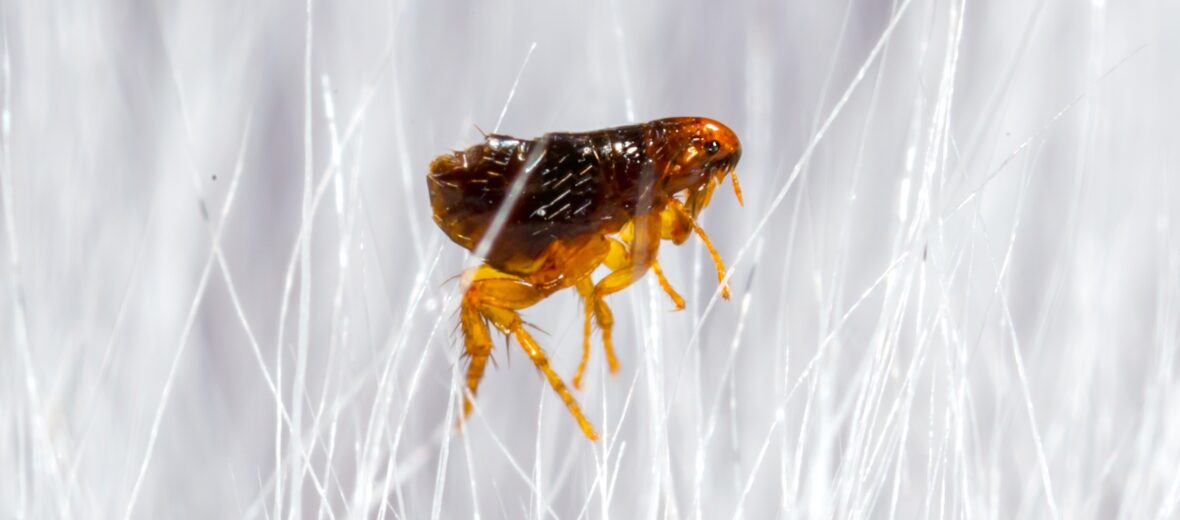 flea, Critter Science