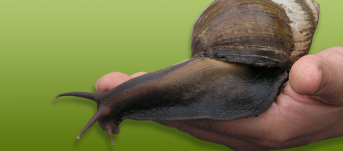 Giant African land snail - RangiVidath