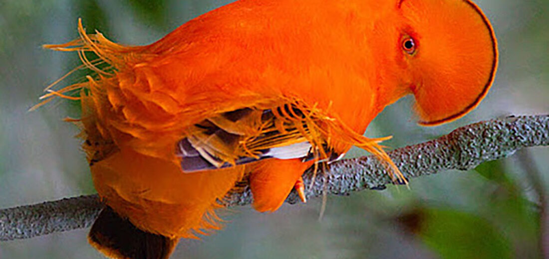 Guianan cock-of-the-rock