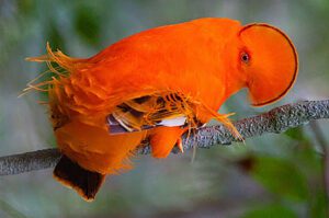 Guianan cock-of-the-rock