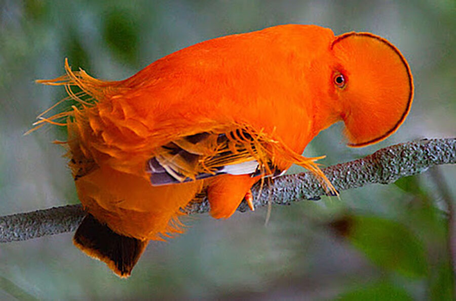 The Guianan Cock Of The Rock Critter Science The Guianan Cock Of The Rock Critter Science