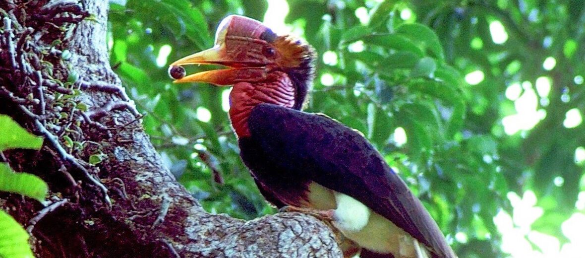 helmeted hornbill