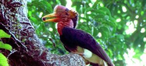 helmeted hornbill
