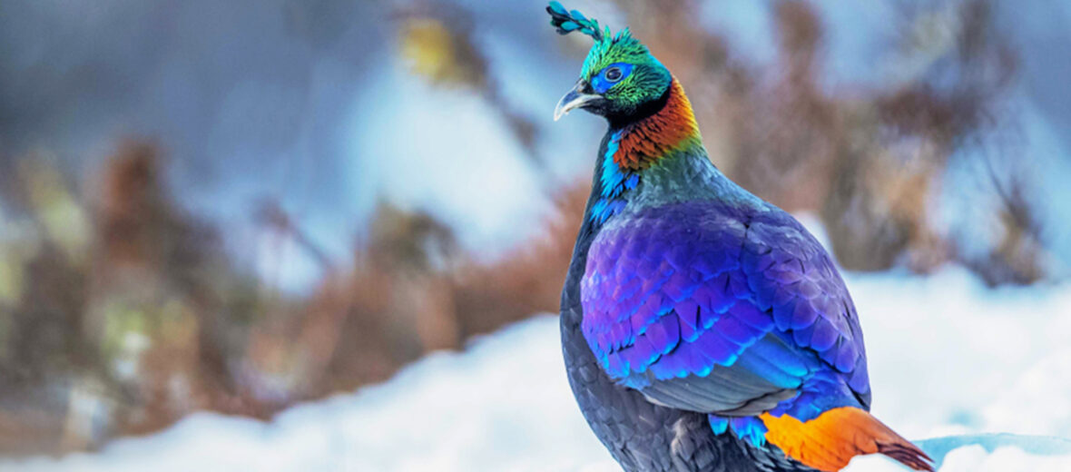 Himalayan monal