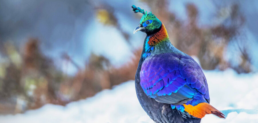 The Beautiful Himalayan Monal | Critter Science