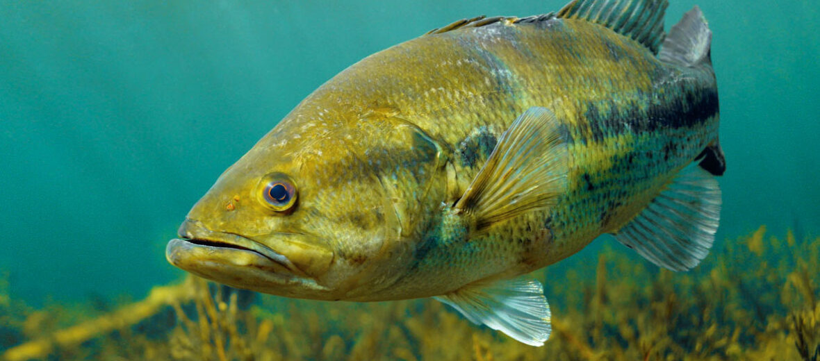 Largemouth Bass Underwater