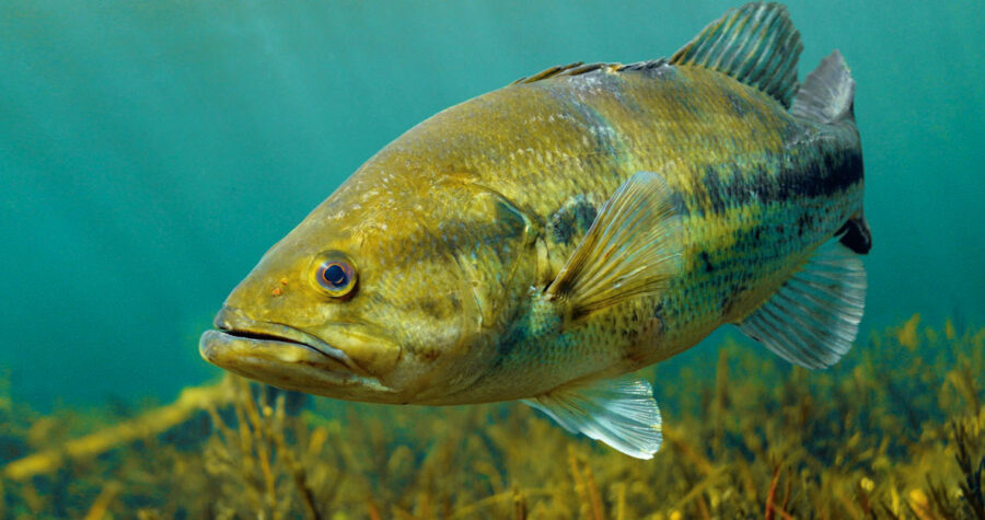The Largemouth Bass Critter Science