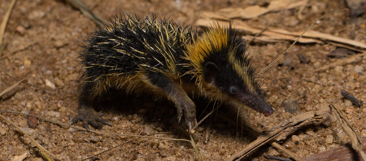 lowland streaked tenrec