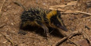 lowland streaked tenrec