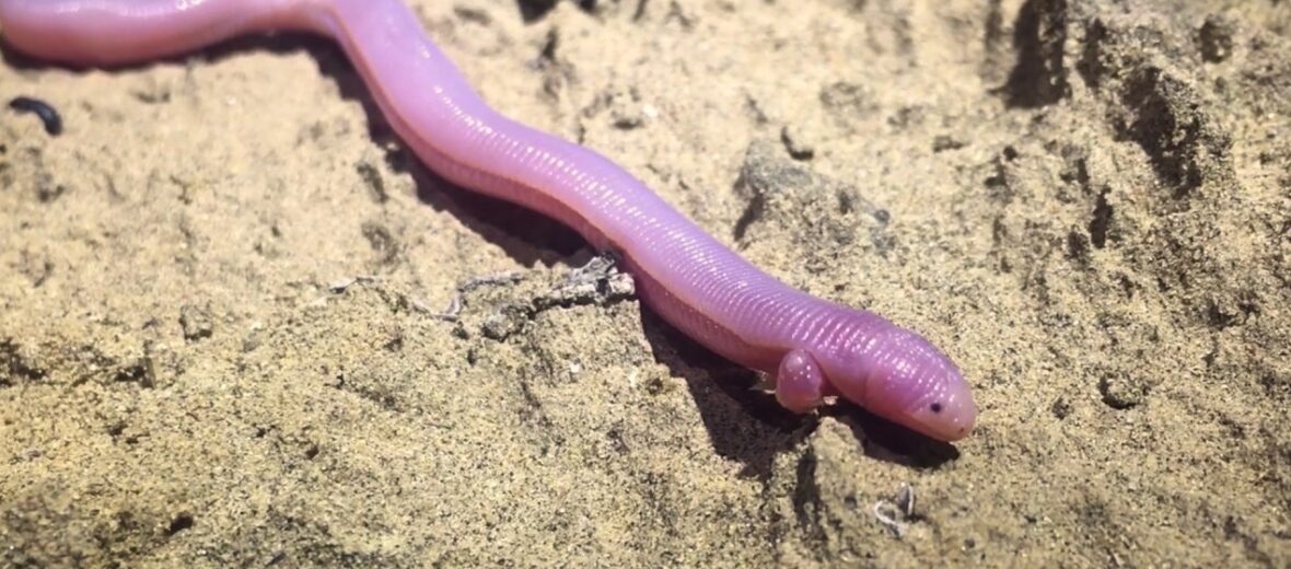 Mexican mole lizard