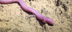 Mexican mole lizard