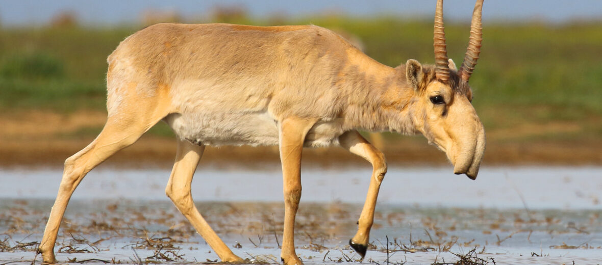 saiga antelope