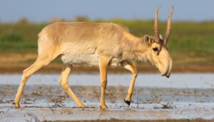 saiga antelope