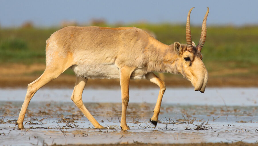 The Highly Endangered Saiga Antelope Critter Science