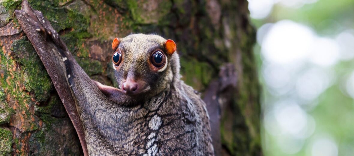 Colugo Teeth