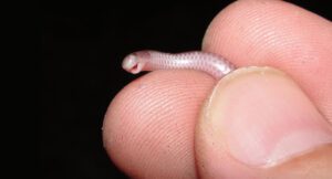 southwestern threadsnake