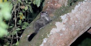 scaly-tail anomalure