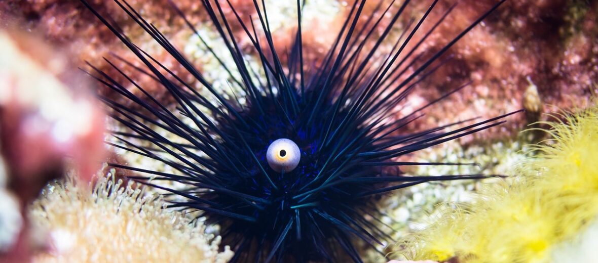 sea urchin