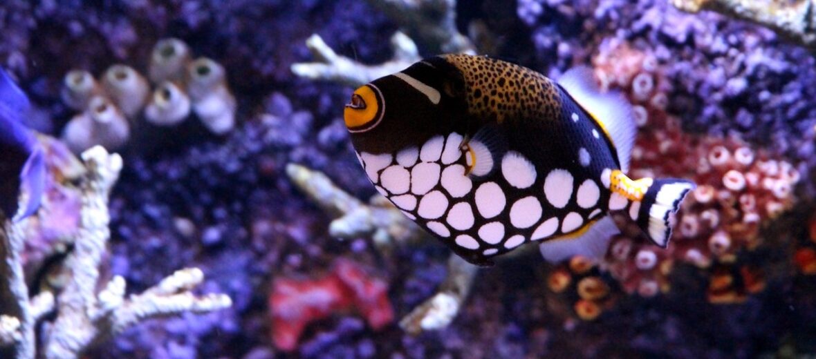 triggerfish