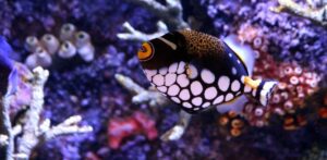 triggerfish