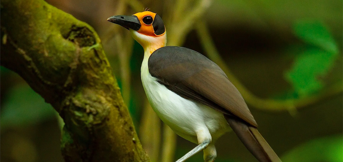 white-necked picathartes