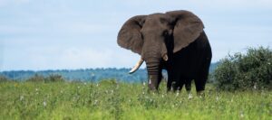 African elephant