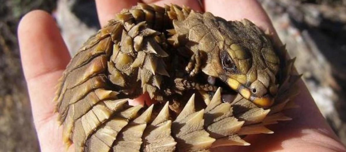 armadillo lizard