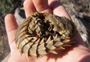 armadillo lizard
