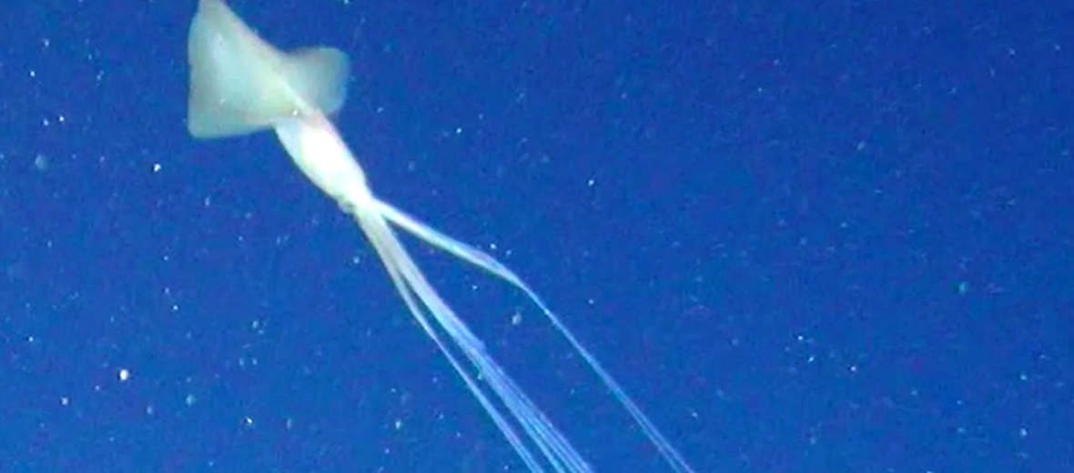 bigfin squid