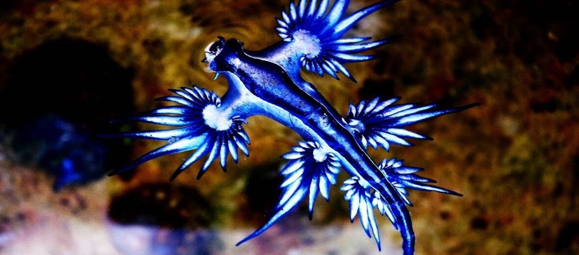 blue dragon sea slug eggs