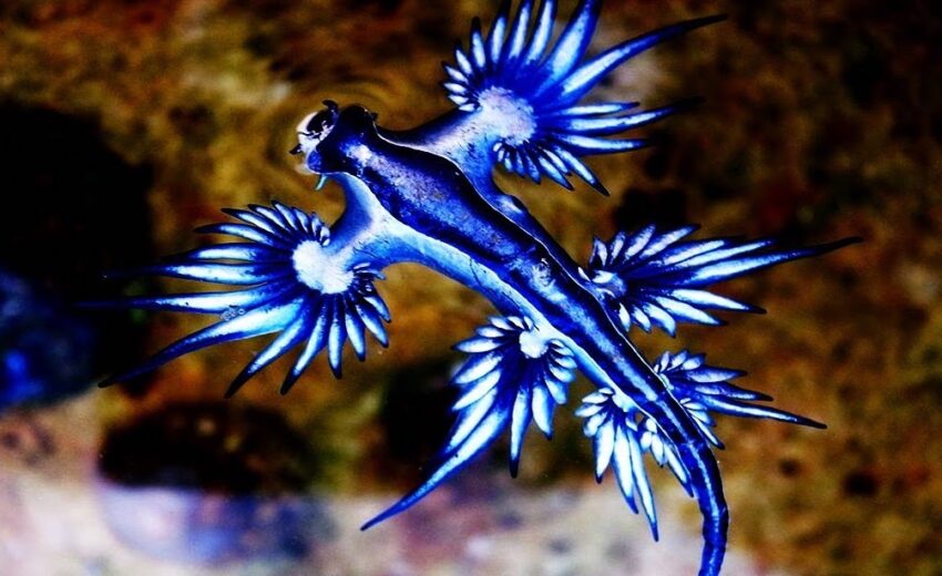 blue sea dragon