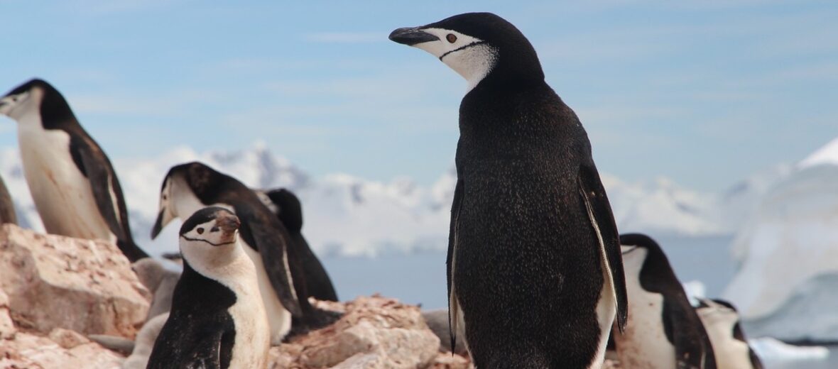 chinstrap penguin