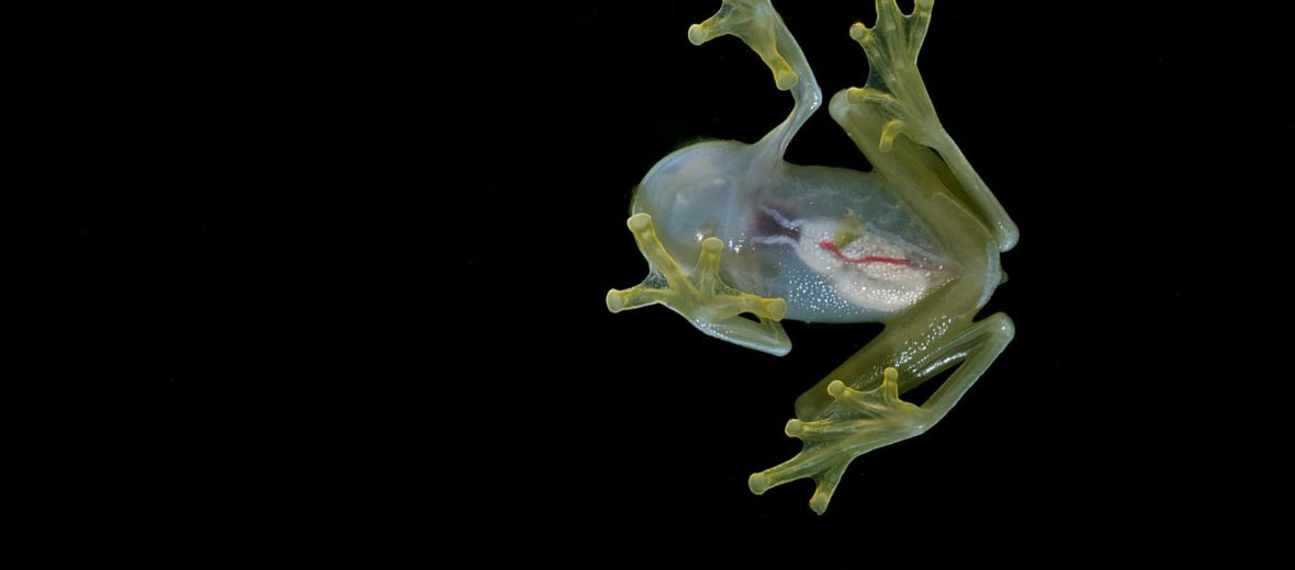 glass frog