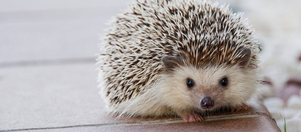 hedgehog