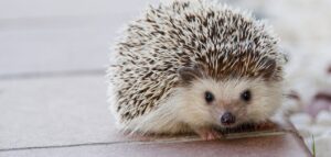 hedgehog