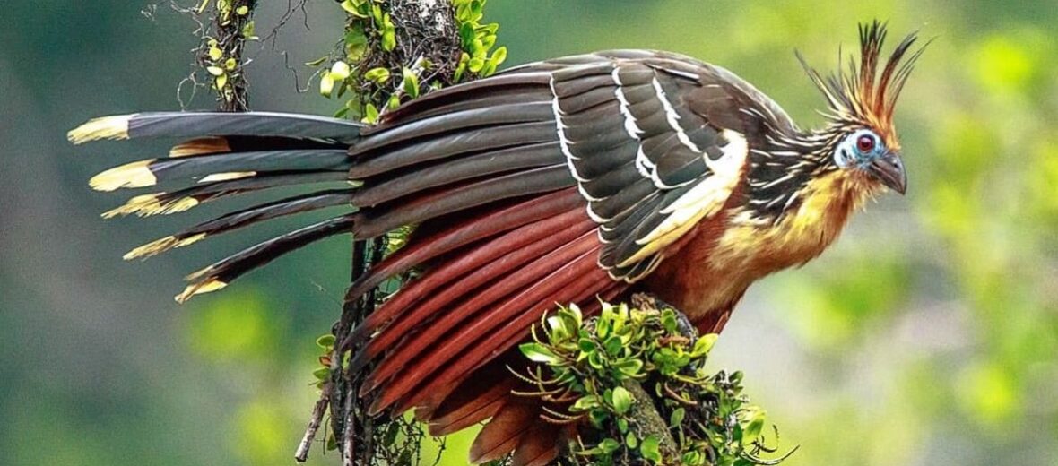 hoatzin