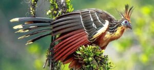 hoatzin