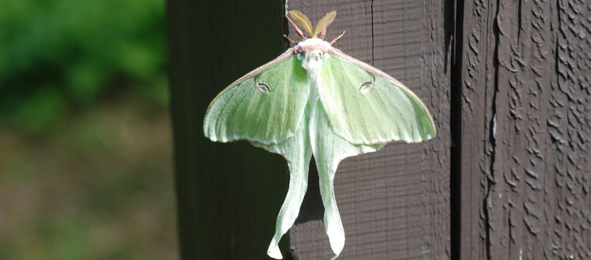 beautiful moths